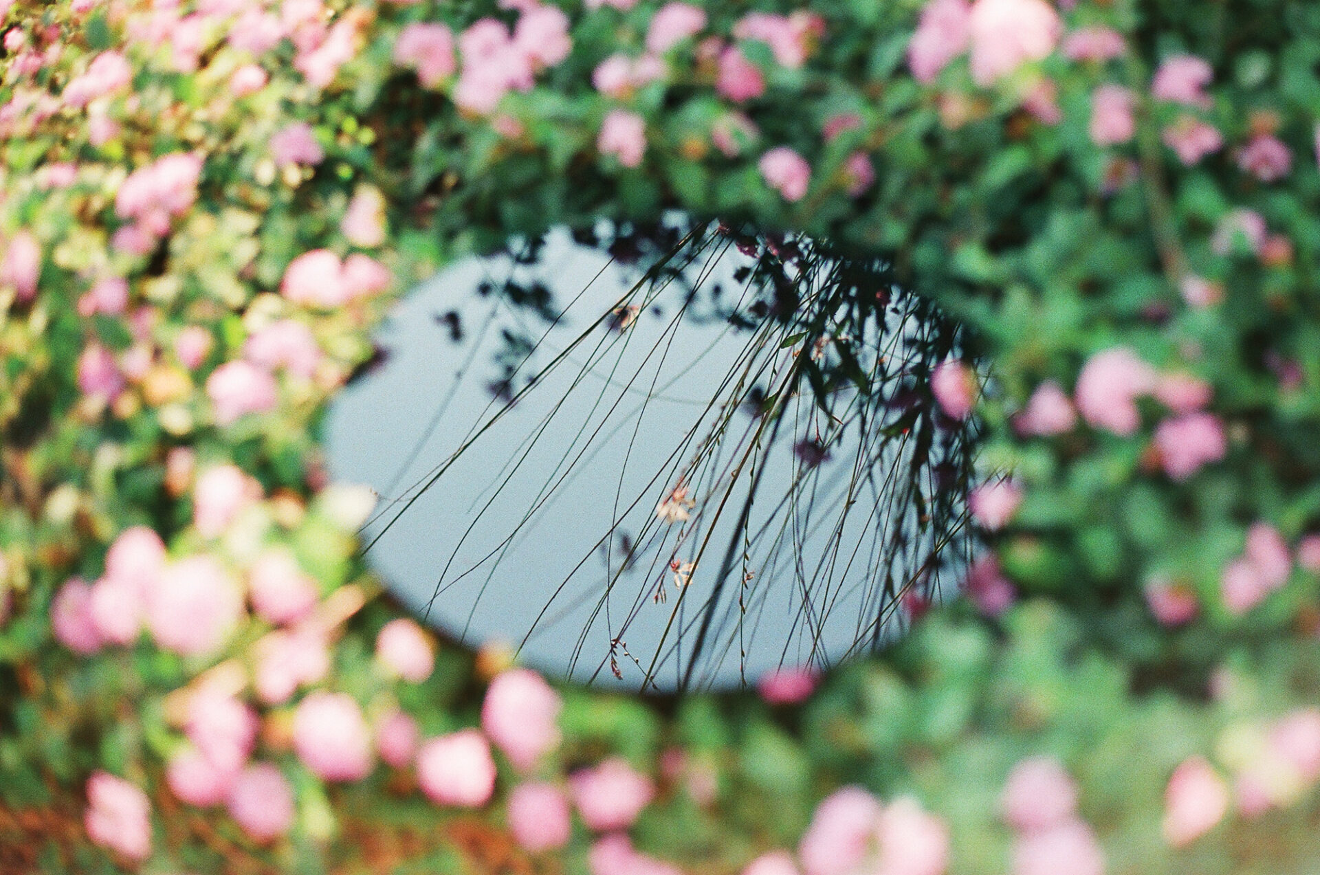 Hard Questions By Film Photographer Niko Sonnberger. This image depicts a round mirror in a garden